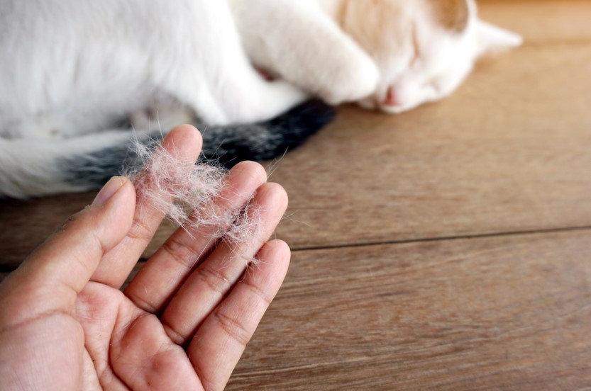 cat allergy