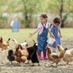 farm bird allergies